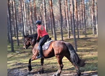 Poolse kar Bloed Mix, Merrie, 10 Jaar, 160 cm, Bruin