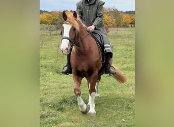 Poolse kar Bloed, Merrie, 10 Jaar, 165 cm, Vos