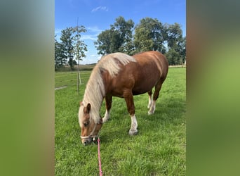 Poolse kar Bloed, Merrie, 10 Jaar, Vos