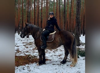 Poolse kar Bloed, Merrie, 11 Jaar, 156 cm, Donkere-vos