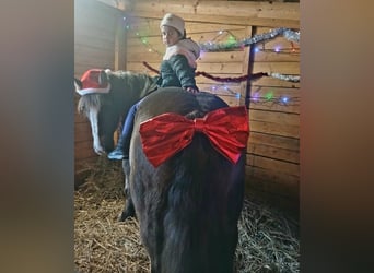 Poolse kar Bloed, Merrie, 11 Jaar, 156 cm, Donkere-vos