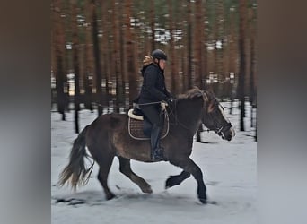 Poolse kar Bloed, Merrie, 11 Jaar, 156 cm, Donkere-vos