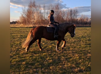 Poolse kar Bloed, Merrie, 11 Jaar, 162 cm, Donkere-vos