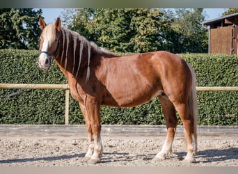 Poolse kar Bloed, Merrie, 13 Jaar, 165 cm, Vos