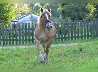 Poolse kar Bloed, Merrie, 2 Jaar, 160 cm, Donkere-vos