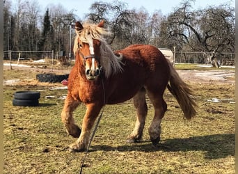 Poolse kar Bloed, Merrie, 2 Jaar, 160 cm, Donkere-vos