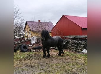 Poolse kar Bloed, Merrie, 2 Jaar, 160 cm, Donkere-vos