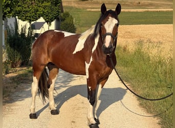 Poolse kar Bloed, Merrie, 3 Jaar, 158 cm, Gevlekt-paard