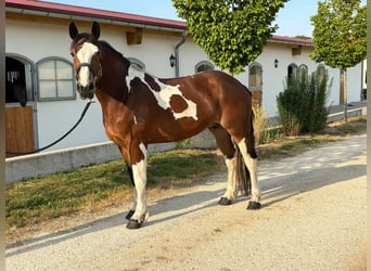 Poolse kar Bloed, Merrie, 3 Jaar, 158 cm, Gevlekt-paard