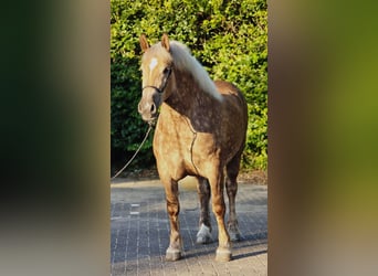 Poolse kar Bloed, Merrie, 3 Jaar, 160 cm, Champagne