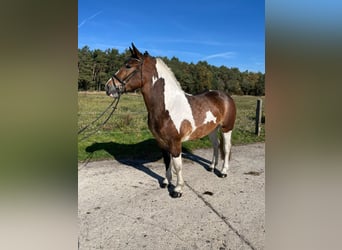 Poolse kar Bloed, Merrie, 3 Jaar, 160 cm, Gevlekt-paard