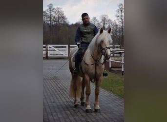 Poolse kar Bloed Mix, Merrie, 3 Jaar, 162 cm, Palomino
