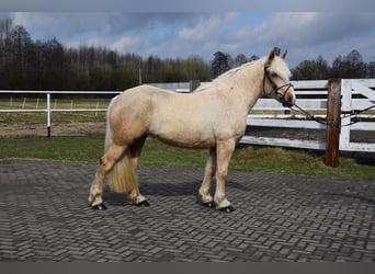Poolse kar Bloed Mix, Merrie, 3 Jaar, 162 cm, Palomino