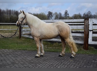 Poolse kar Bloed Mix, Merrie, 3 Jaar, 162 cm, Palomino