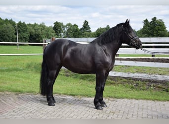 Poolse kar Bloed, Merrie, 3 Jaar, 162 cm, Zwart