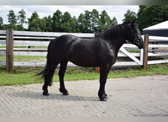 Poolse kar Bloed, Merrie, 3 Jaar, 162 cm, Zwart