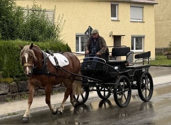 Poolse kar Bloed, Merrie, 3 Jaar, 164 cm, Donkere-vos