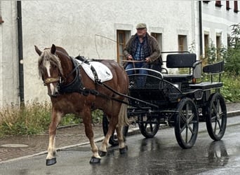 Poolse kar Bloed, Merrie, 3 Jaar, 164 cm, Donkere-vos