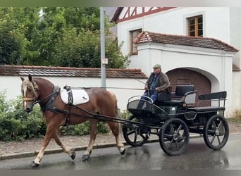 Poolse kar Bloed, Merrie, 3 Jaar, 164 cm, Donkere-vos