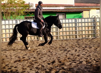 Poolse kar Bloed, Merrie, 4 Jaar, 152 cm, Zwart