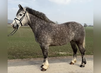 Poolse kar Bloed, Merrie, 4 Jaar, 156 cm, Appelschimmel