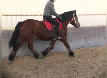 Poolse kar Bloed, Merrie, 4 Jaar, 157 cm, Bruin