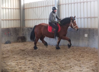 Poolse kar Bloed, Merrie, 4 Jaar, 157 cm, Bruin