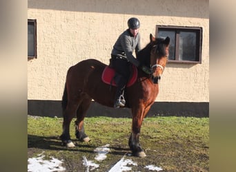 Poolse kar Bloed, Merrie, 4 Jaar, 157 cm, Bruin