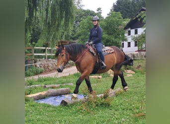 Poolse kar Bloed, Merrie, 4 Jaar, 158 cm, Bruin