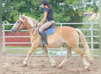 Poolse kar Bloed, Merrie, 4 Jaar, 158 cm, Palomino