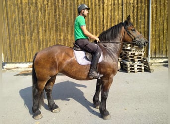 Poolse kar Bloed, Merrie, 4 Jaar, 166 cm, Donkerbruin