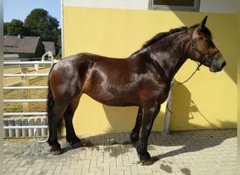 Poolse kar Bloed, Merrie, 4 Jaar, 166 cm, Donkerbruin