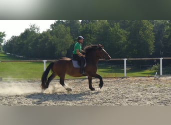 Poolse kar Bloed, Merrie, 4 Jaar, 166 cm, Donkerbruin