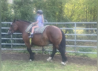 Poolse kar Bloed, Merrie, 5 Jaar, 155 cm, Bruin