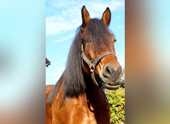 Poolse kar Bloed, Merrie, 5 Jaar, 162 cm, Bruin