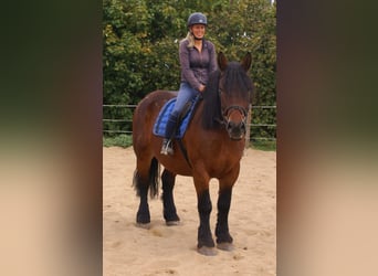 Poolse kar Bloed, Merrie, 5 Jaar, 162 cm, Bruin