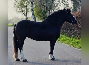 Poolse kar Bloed, Merrie, 5 Jaar, 163 cm, Zwart