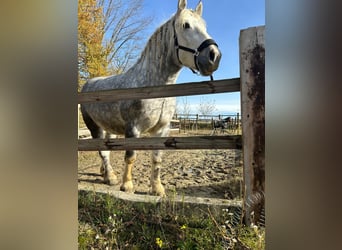 Poolse kar Bloed, Merrie, 5 Jaar, 165 cm, Schimmel