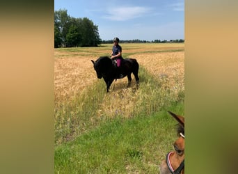 Poolse kar Bloed, Merrie, 6 Jaar, 150 cm, Zwart