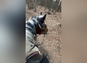 Poolse kar Bloed Mix, Merrie, 6 Jaar, 153 cm, Gevlekt-paard