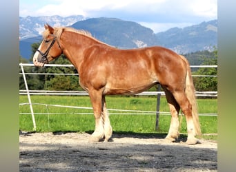 Poolse kar Bloed, Merrie, 6 Jaar, 156 cm, Vos