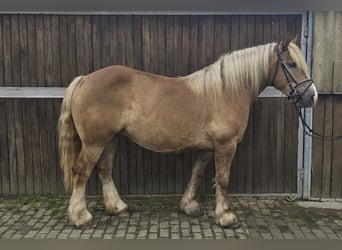 Poolse kar Bloed, Merrie, 6 Jaar, 156 cm, Vos