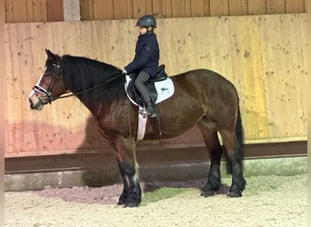 Poolse kar Bloed, Merrie, 6 Jaar, 159 cm, Bruin