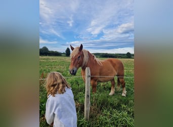 Poolse kar Bloed, Merrie, 6 Jaar, 160 cm, Lichtbruin