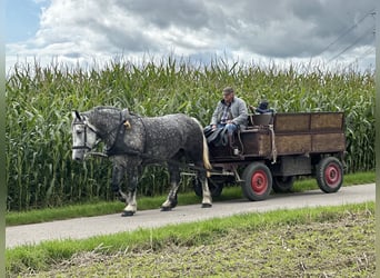 Poolse kar Bloed, Merrie, 6 Jaar, 164 cm, Appelschimmel