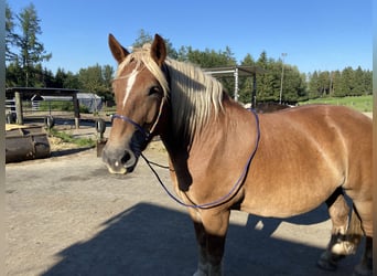 Poolse kar Bloed, Merrie, 6 Jaar, Vos