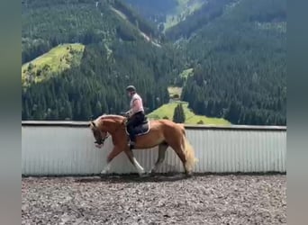 Poolse kar Bloed, Merrie, 7 Jaar, 155 cm, Vos