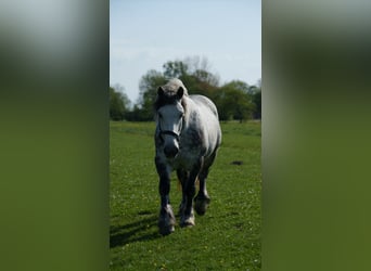 Poolse kar Bloed, Merrie, 7 Jaar, 159 cm, Schimmel