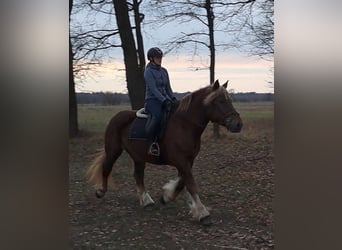 Poolse kar Bloed, Merrie, 7 Jaar, 165 cm, Vos