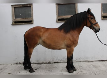 Poolse kar Bloed, Merrie, 7 Jaar, 166 cm, Bruin